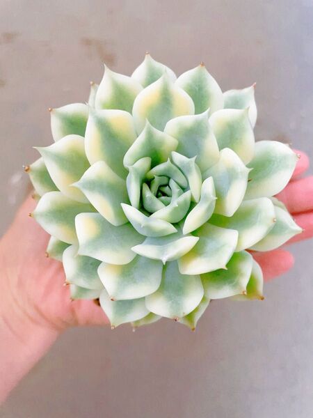 エリカ錦 超は美斑入り 多肉植物 多肉植物 エケベリア