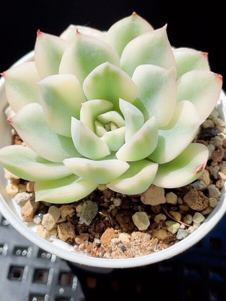 多肉植物 エケベリア ムーンフェアリー錦 覆輪錦 抜き苗発送 超美苗