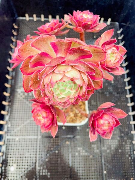 花妖精錦 超古株 アエオニウム 群苗 多肉植物 抜き発送