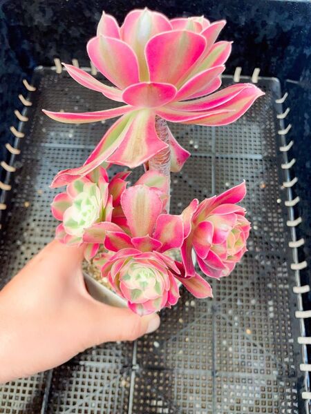 アエオニウム ピンクウィッチ 群生 超美苗 抜き苗 多肉植物