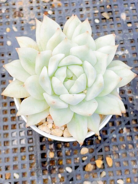tp 錦 白覆輪 多肉植物 エケベリア 抜き発送