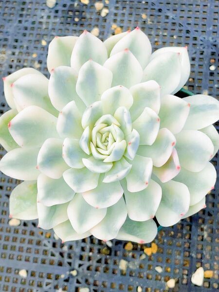 多肉植物 エケベリア ムーンフェアリー錦 覆輪錦 発根済 超美苗 ビッグサイズ 赤ちゃん二頭付き 抜き発送