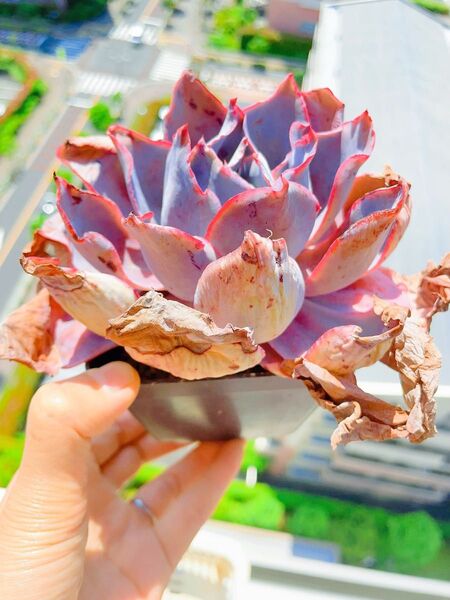 晩霞 多肉植物 エケベリア 古株 大株 抜き苗 特価 10CM容器