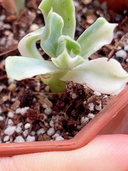 ツナミ錦 覆輪斑入り 多肉植物 エケベリア レア 小苗 抜き苗発送