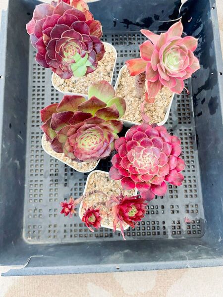 多肉植物 アエオニウム 古株 抜き苗 5種