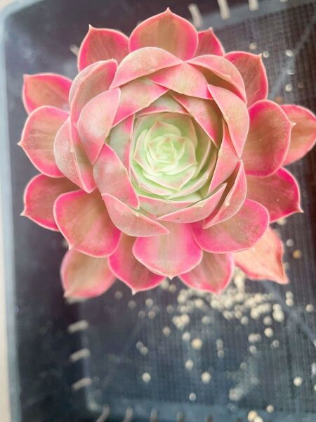 浣紗(かんしゃ)錦 エオニウム 多肉植物 足長 抜き苗