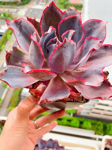 晩霞 多肉植物 エケベリア 古株 大株 抜き苗 特価 10CM容器