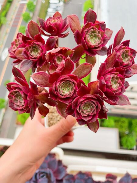 花妖精錦 超古株 アエオニウム 群苗 多肉植物 抜き発送 多頭っ子 可愛い