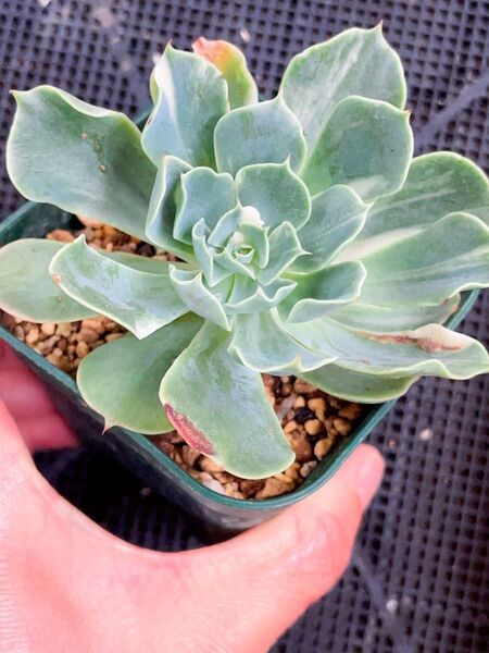 ツナミ錦 美斑入り 多肉植物 エケベリア レア 成長点斑あり 抜き苗 色斑入り 7CM容器