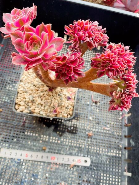 エオニウム 多肉植物 シャネル 抜き苗 群苗 頭沢山 セッカ入り