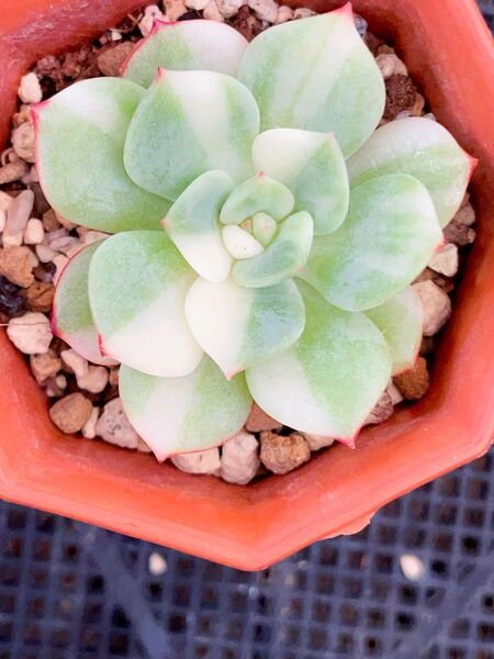 丸葉 シャルモン錦 美斑入り 多肉植物 エケベリア レア 全ての葉っぱに斑入り