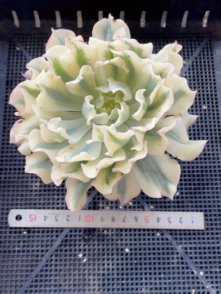 ツナミ錦 白覆輪 ビッグサイズ 多肉植物 エケベリア 葉っぱ沢山