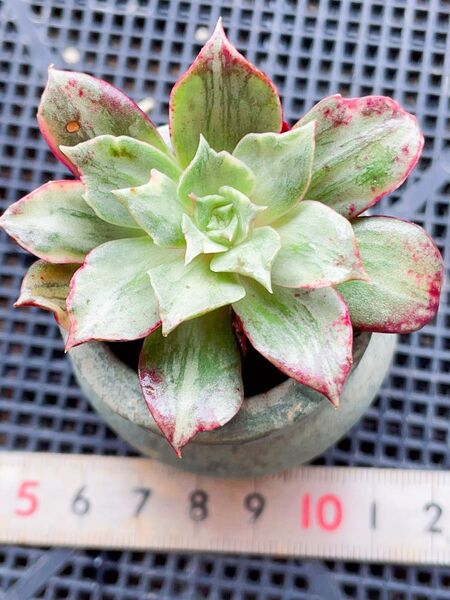 ロギシマ錦 覆輪 多肉植物 エケベリア レア
