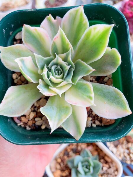 シムランス錦 多肉植物 エケベリア 全ての葉っぱに斑入り 7CM容器 抜き発送