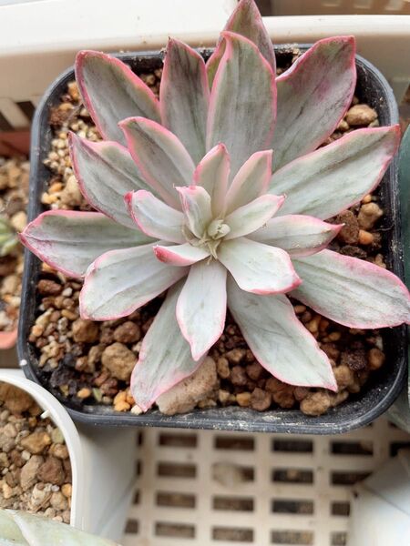 ヘラ錦/Echeveria hera錦 多肉植物 エケベリア 綺麗な斑入り 7CM容器苗のみ発送
