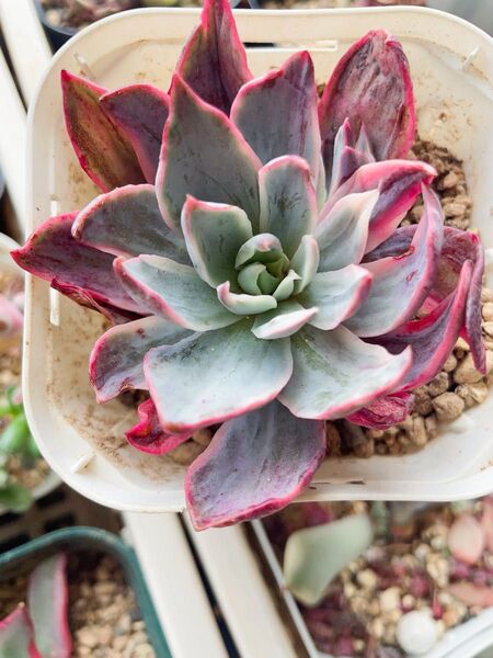 ヘラ錦/Echeveria hera錦 多肉植物 エケベリア 綺麗な斑入り 7CM容器 発根管理中