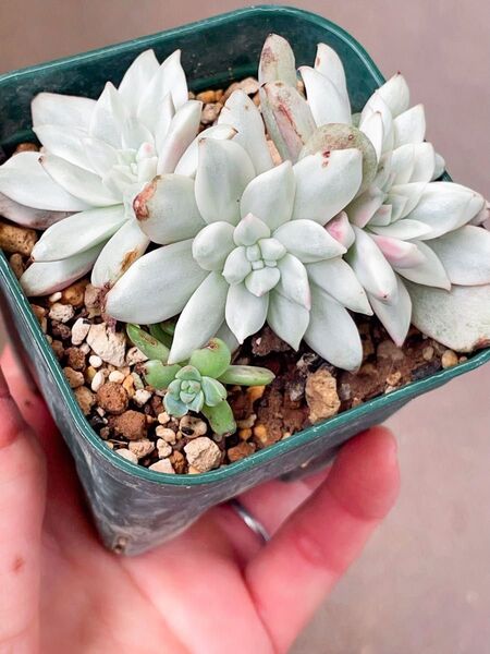 スカーレット錦 多肉植物 白覆輪 群 7CM容器 1頭ノーマル 四頭っ子抜き