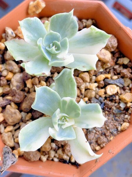 ツナミ錦 覆輪斑入り 多肉植物 エケベリア レア 小苗二つ 抜き苗発送