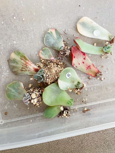 錦の葉挿し 五種 多肉植物 エケベリア