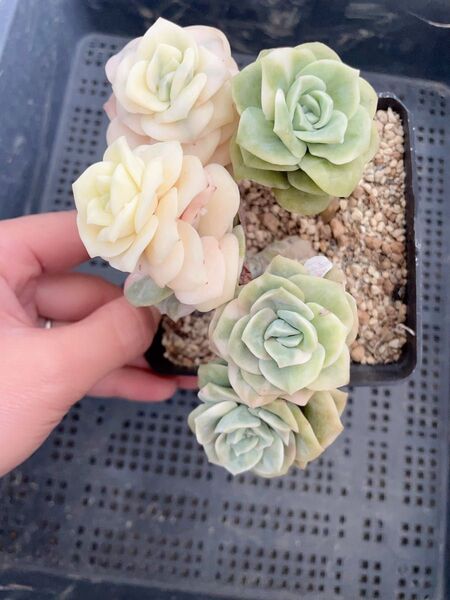 ラブリーローズ錦 大群苗 多肉植物 エケベリア 覆輪と色斑入り