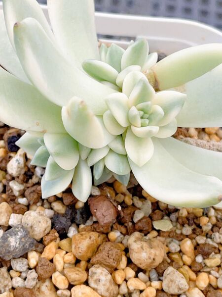 ピンクルルビー錦 白覆輪 抜き苗苗 多肉植物 エケベリア ご頭ぐらい発頭中
