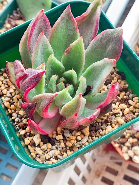 黒水晶ローズ錦 多肉植物 エケベリア 微発根 7CM容器 苗のみ発送 覆輪の葉あり