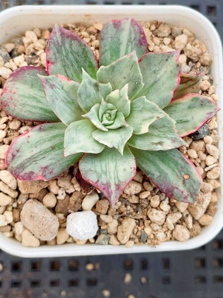 ロギシマ錦 覆輪 多肉植物 エケベリア レア 発根管理中 苗のみ発送