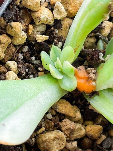 シャルモン錦 摘心株 抜き苗発送 多肉植物 エケベリア