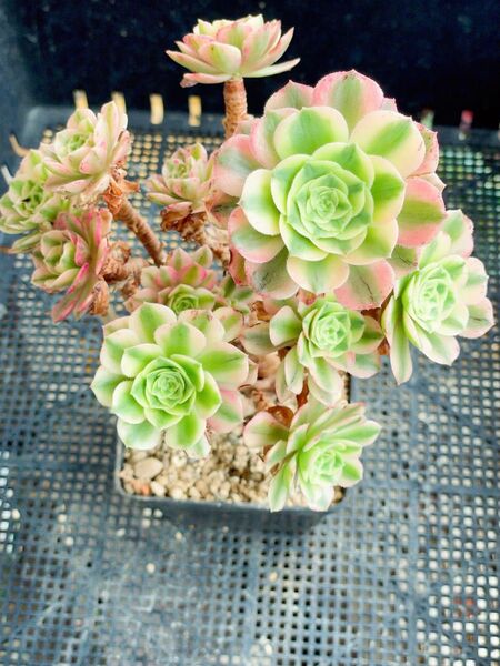 アエオニウム 艶姫 群生 超美苗 抜き苗 多肉植物 古株 頭沢山 高さ20cm弱
