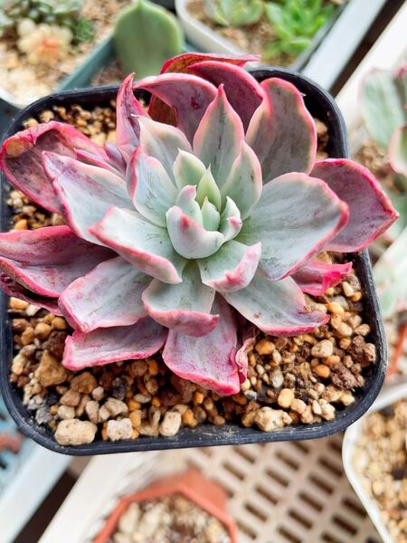 ヘラ錦/Echeveria hera錦 多肉植物 エケベリア 綺麗な斑入り 7CM容器 抜き苗発送