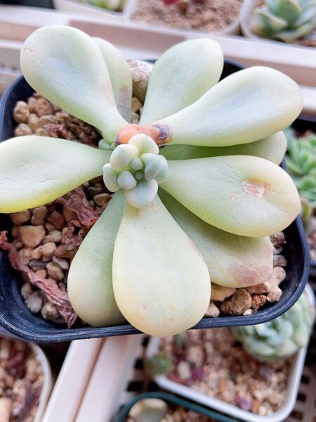 ストロベリーミルク錦 摘心株 抜き苗 白覆輪 多肉植物 7CM容器