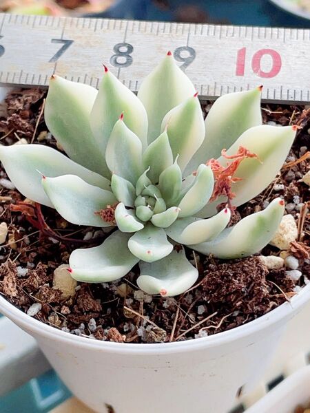 多肉植物 エケベリア 妲己(だっき)錦 新種錦 白覆輪美斑 抜き苗発送