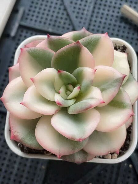 シャルモン錦 写真二の頭苗 抜き発送 多肉植物 美斑入り 傷あり