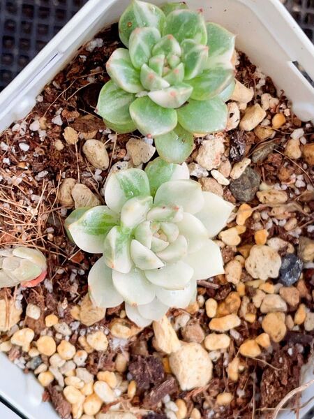 オリビア錦 ニ苗 抜き苗 美斑入り 多肉植物 1頭色斑入り 1頭覆輪