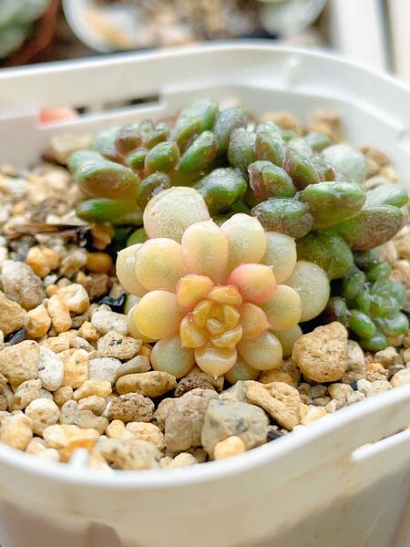 多肉植物 苗のみ発送 アメトル錦 群苗 1頭覆輪 他の頭薄い色斑入りあり 7CM容器 抜き発送