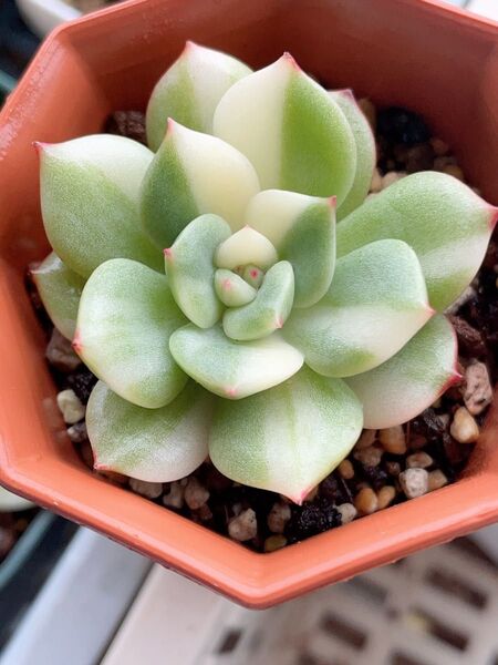 丸葉 シャルモン錦 美斑入り 多肉植物 エケベリア レア 全ての葉っぱに斑入り