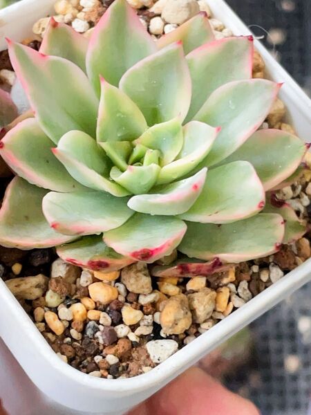 メロン錦 美斑入り 抜き苗発送 多肉植物 エケベリア