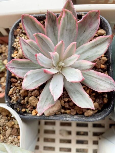ヘラ錦 多肉植物 エケベリア 綺麗な斑入り 二枚目のカキコ一つ出品苗 抜き苗発送
