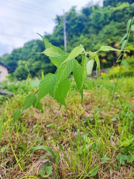 山吹小苗