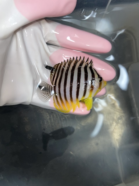 【お得,限定セール】 【アクアリウムのある暮らし】人工飼料爆食!シマヤッコ 1匹 サンプル画像 海水魚 サンゴ 【お得,限定セール】 【アクアリウムのある暮らし】人工飼料爆食!シマヤッコ 1匹 サンプル画像 海水魚 サンゴ