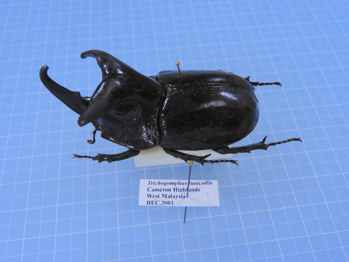 ※大型　オオツノメンガタカブト♂野外標本 大型 オオツノメンガタカブト♂野外標本 - メルカリ