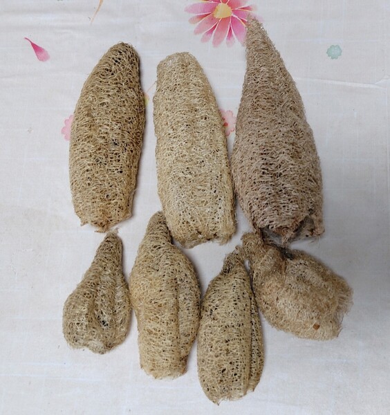 天然 へちまたわし セット (極小〜小さめ&極柔〜柔らかめ×7) 農薬未使用 無漂白 送料無料 1セットのみの出品です