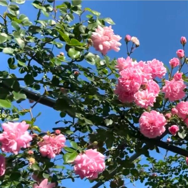 蔓薔薇抜き苗