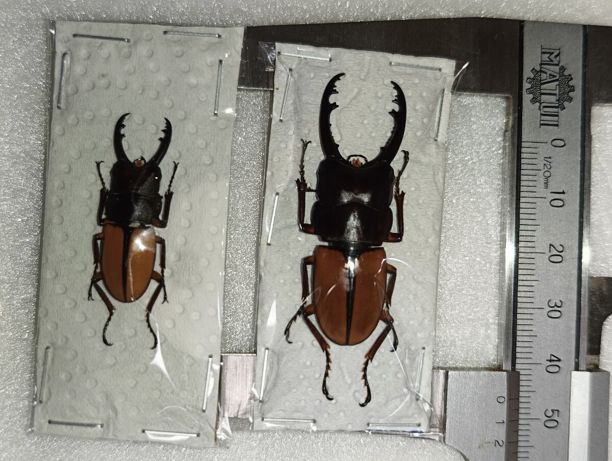 ※大型　スチ−ブンスツヤクワガタ♂野外標本 お気にいる 大型 スチ−ブンスツヤクワガタ♂野外標本 昆虫用品