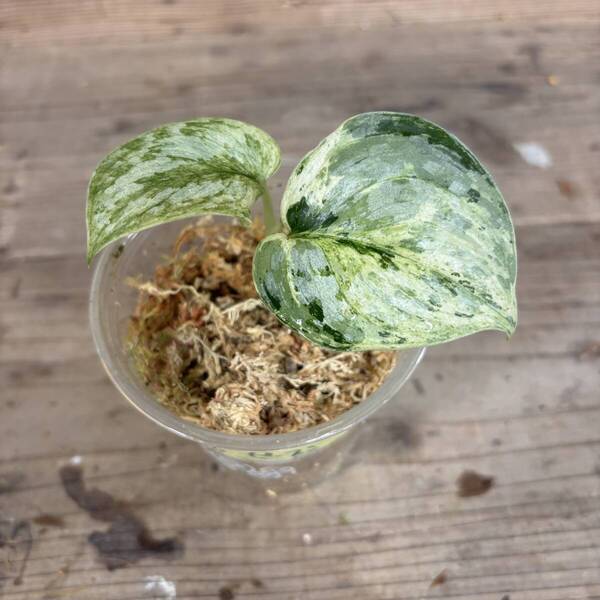 まだまだ珍 スキンダプサス ピーサン ピースンマーブル Scindapsus Peasun Marble Variegated#アグラオネマモンステラフィロデンドロン