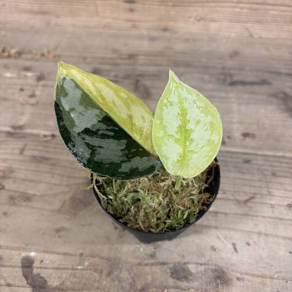 まだまだ珍 スキンダプサス マハリカ Scindapsus Pictus Maharlika Variegata #ガラワクラニーアグラオネマモンステラフィロデンドロン