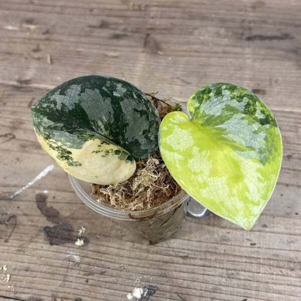 珍珍珍 スキンダプサス バクダパティ scindapsus bakudapati variegated#フィロデンドロンモンステラアグラオネマ