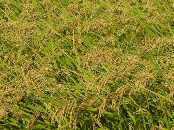 ◆◆産地直送◆◆令和6年茨城常総産コシヒカリ白米20kg(10kg袋×2個)