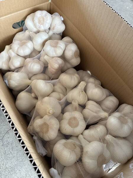新物 青森県 生にんにく3㌔ 2L.L