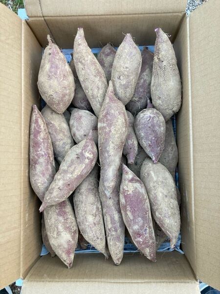 紫芋 ふくむらさき 5Kg